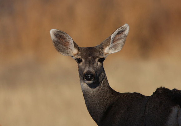 Mule Deer - Grand Canyon