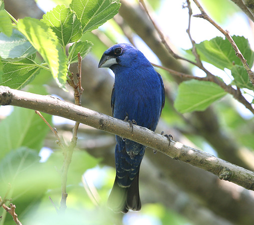 Blue Grosbeak