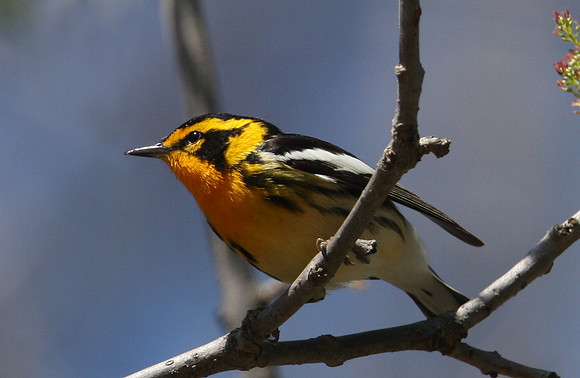 Blackburnian Warbler