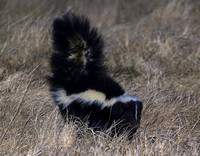 Striped Skunk Bolingbrook, IL