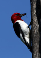 Red-headed Woodpecker