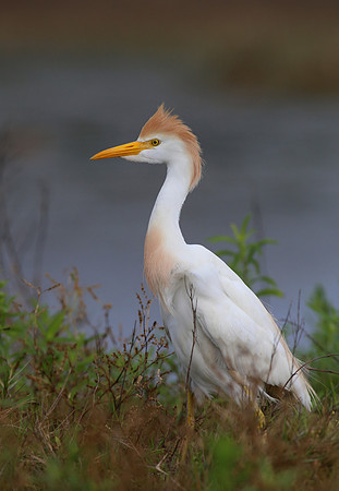 Cattle Egret - Galveston, Texas