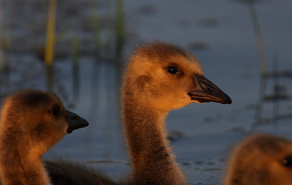 Canada Goose