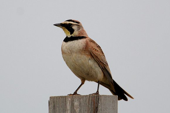 Horned Lark