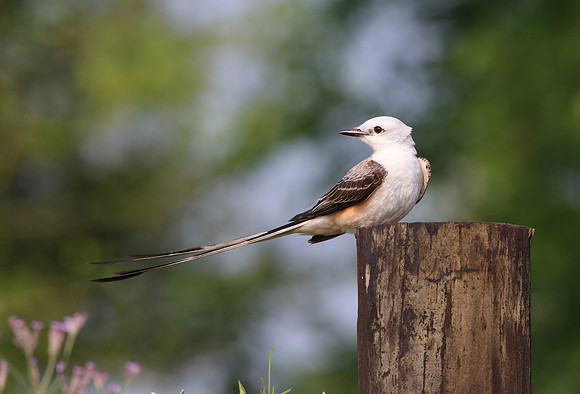 Scissor-tailed Flycatcher - Anahuac, NWR - Texas