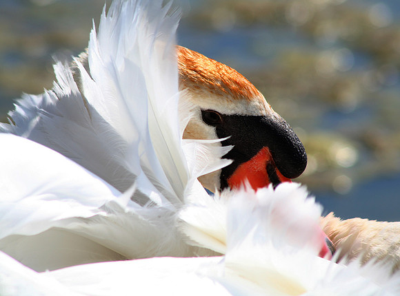 Mute Swan
