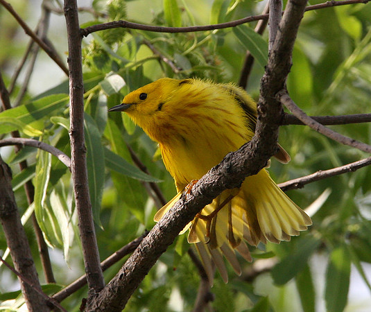 Yellow Warbler