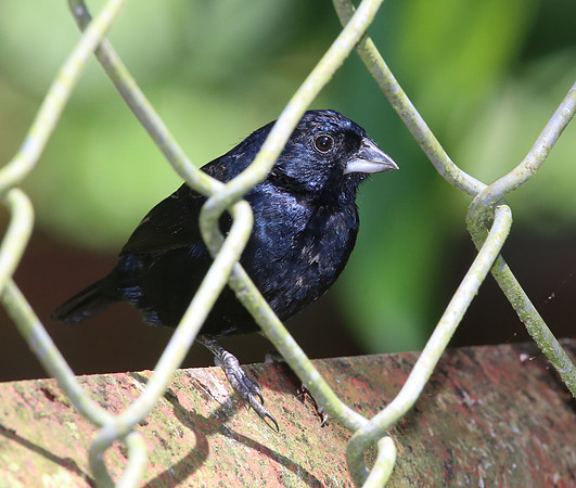 Blue-black Grassquit - Costa Rica