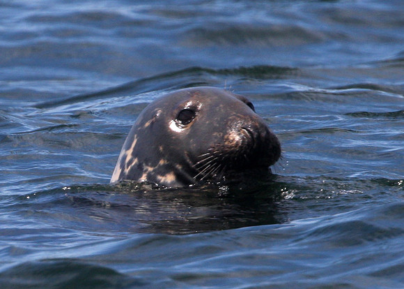 Gray Seal