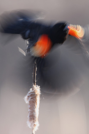 Red-winged Blackbird