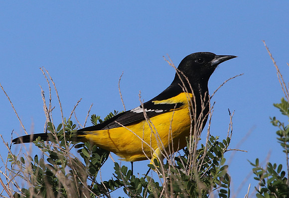 Scott's Oriole - Big Bend National Park, Texas