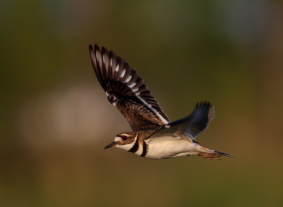 Killdeer