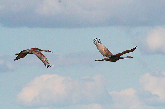 Sandhill Cranes