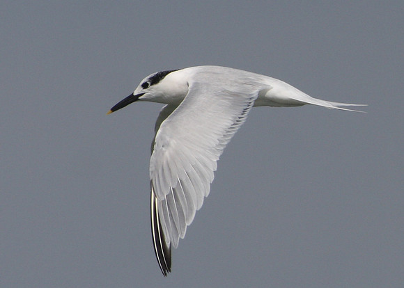 Sandwich Tern Galveston, Texas