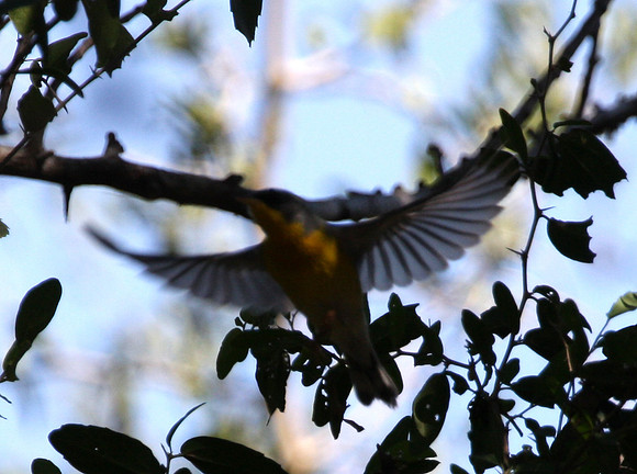 Tropical Parula