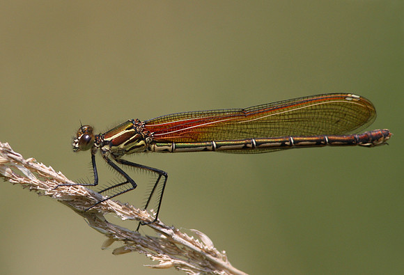 American Rubyspot (female)