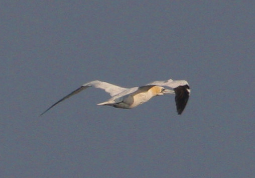 Northern Gannet