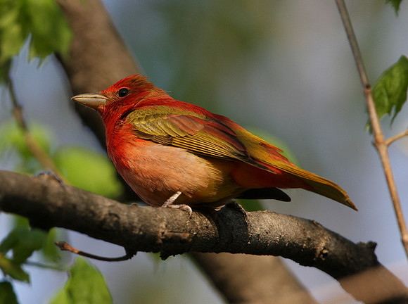 Summer Tanager