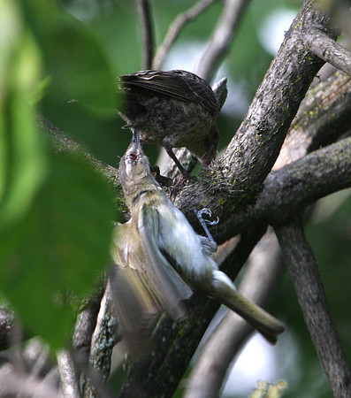 Red-eyed Vireo