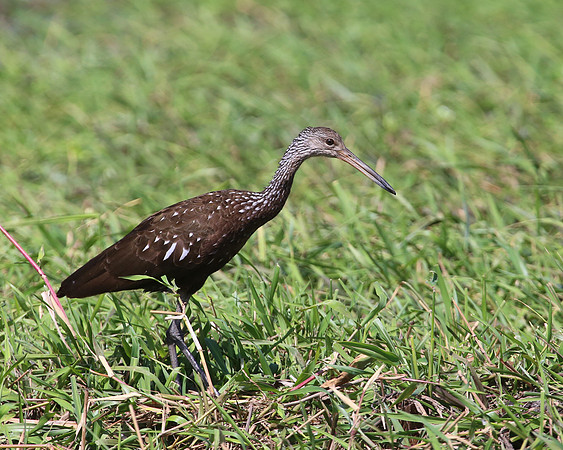 Limpkin - Casa Solimar, Costa Rica