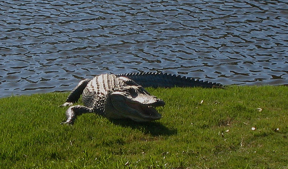 American Alligator