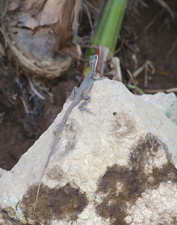 Brown Basilisk - juvenile - Costa Rica