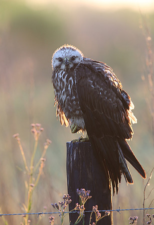 Swainson's Hawk - juvenile