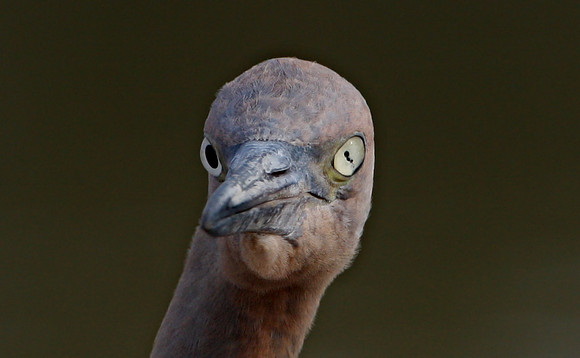 Reddish Egret