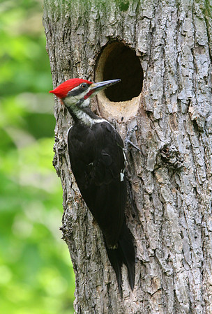 Pileated Woodpecker