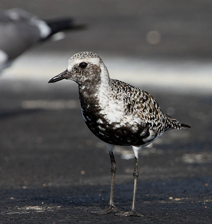 Black-bellied Plover Anahuac National Wildlife Refuge Texas