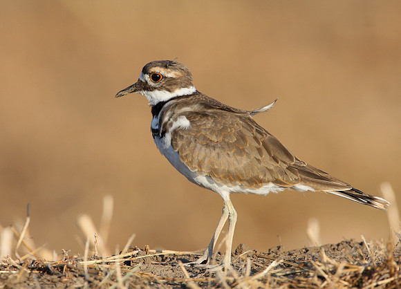Killdeer