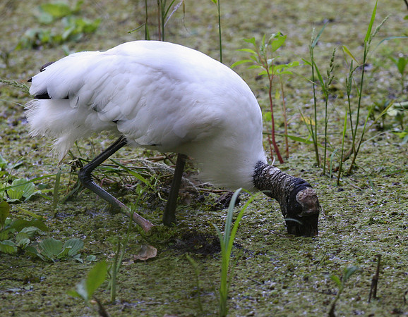 Wood Stork - Corkscrew Swamp, Florida