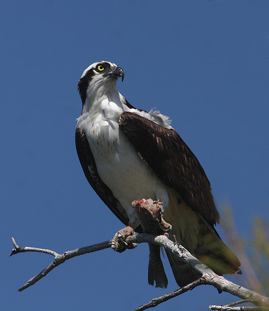 Osprey - Fort De Soto, Florida