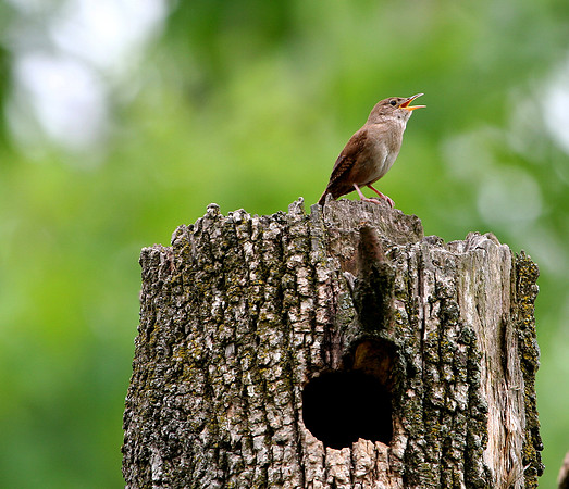 House Wren