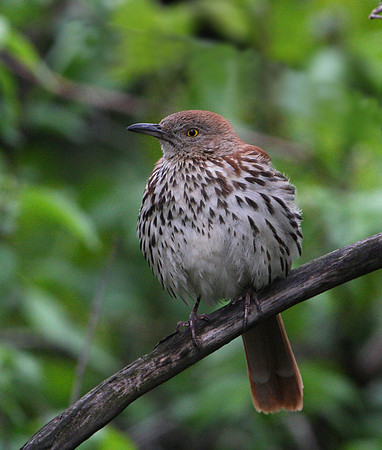 Brown Thrasher