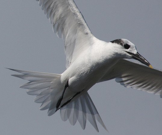 Sandwich Tern Galveston, Texas