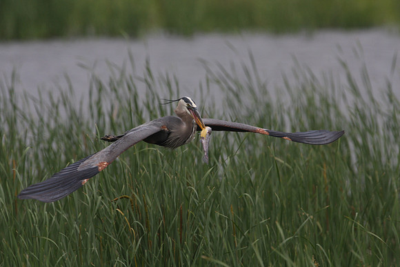 Great Blue Heron with catch