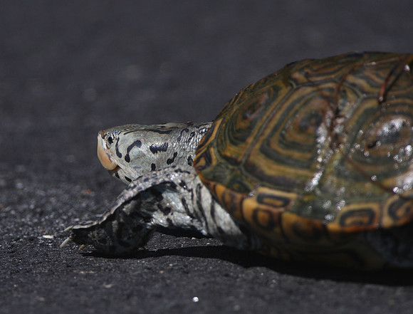 Diamondback Terrapin
