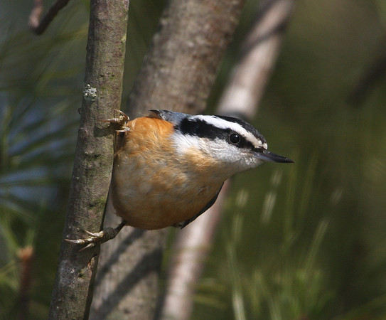 Red-breasted Nuthatch