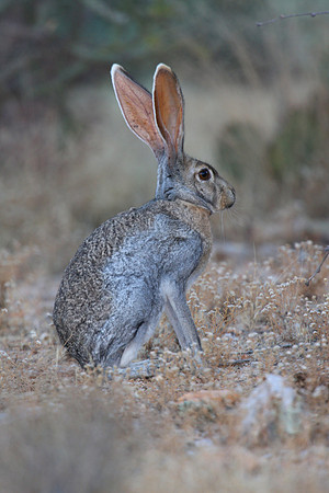 Antelope Jackrabbit