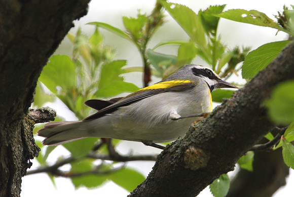 Golden-winged Warbler