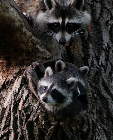 Raccoon