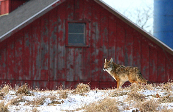 Coyote