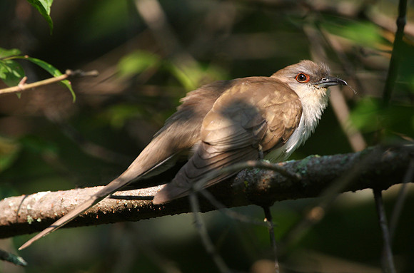 Black-billed Cuckoo