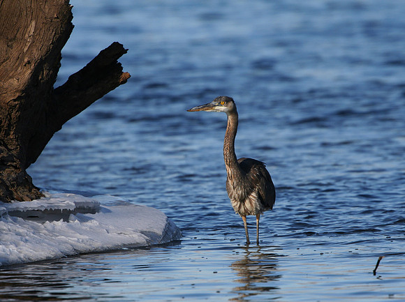 Great Blue Heron
