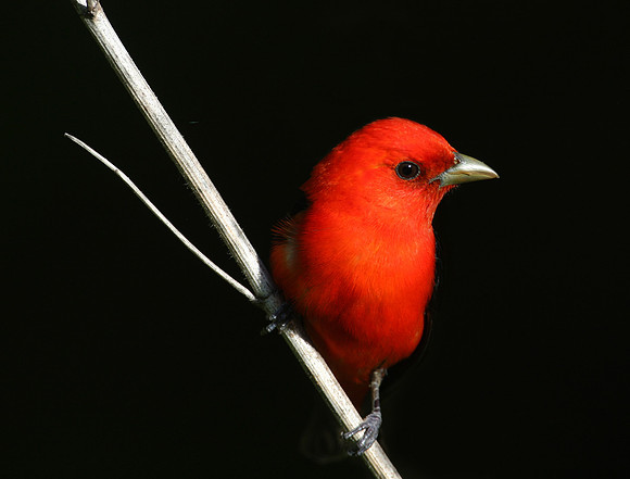 Scarlet Tanager