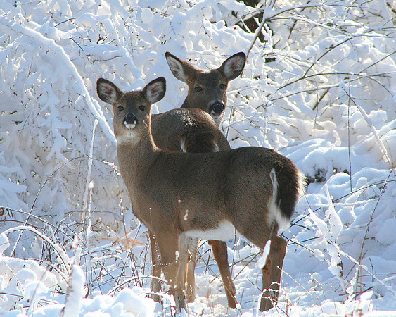 Whitetail in Snow
