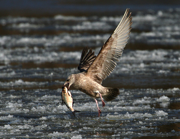 Herring Gull (with fish)