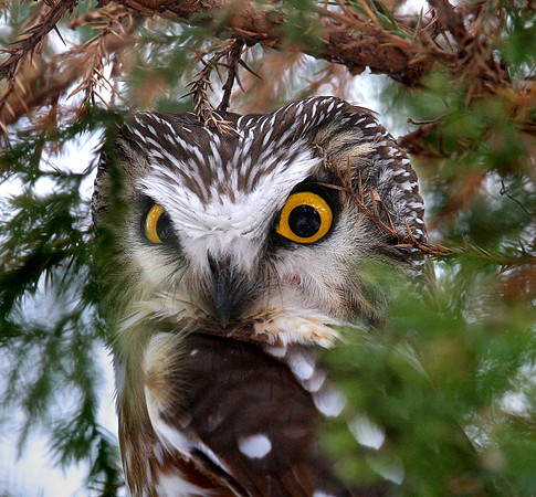 Northern Saw-whet Owl