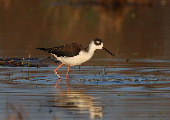 Black-necked Stilt